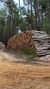 Stacked pine logs on dirt road in forest industrial production and sustainable timber harvesting
