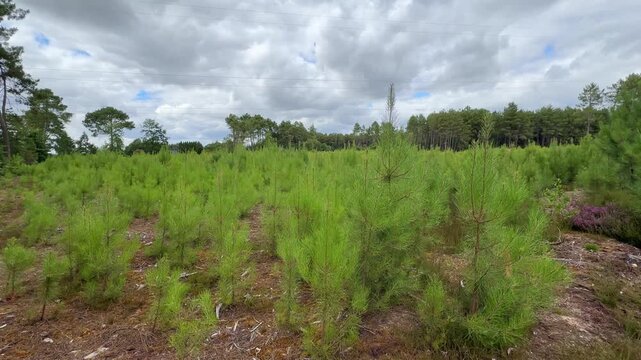 Young pine trees growing in forest plantation sustainable forestry