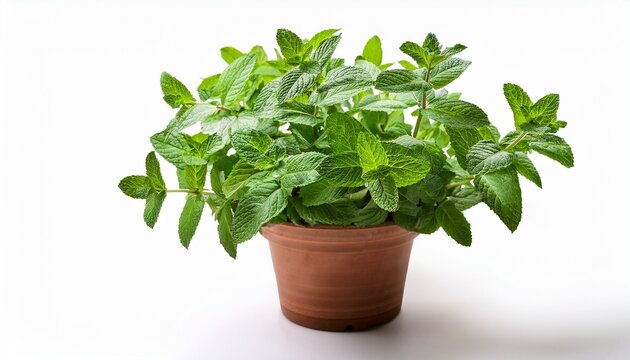 Mint Plant In Pot Isolated On White Background Fresh Green Peppermint Herb