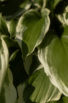 Close up of large hosta leaves featuring deep green centers and white borders. Dense foliage fills frame under soft light. Peaceful, natural garden texture with organic pattern and shadow details.