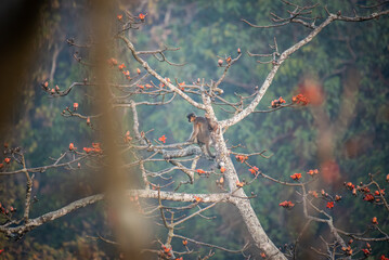 An endangered Capped Langur (Trachypithecus pileatus) feeding on vibrant red Silk Cotton Tree (Bombax ceiba) flowers in its natural forest habitat in Bangladesh. © Firoz