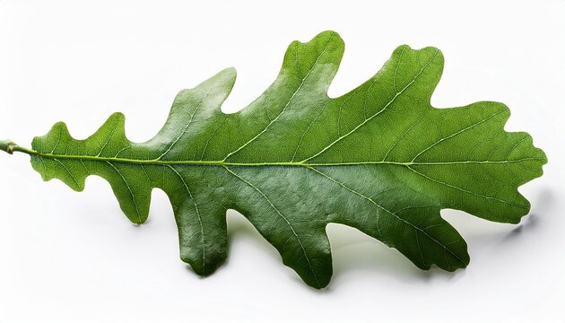 Oak Leaf Isolated On White Background