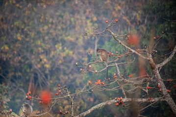 An endangered Capped Langur (Trachypithecus pileatus) feeding on vibrant red Silk Cotton Tree (Bombax ceiba) flowers in its natural forest habitat in Bangladesh. © Firoz