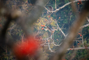 An endangered Capped Langur (Trachypithecus pileatus) feeding on vibrant red Silk Cotton Tree (Bombax ceiba) flowers in its natural forest habitat in Bangladesh. © Firoz