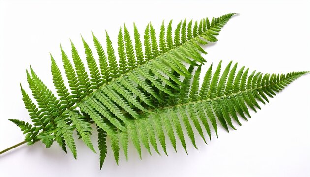 Green Fern Leaves Isolated On White Background