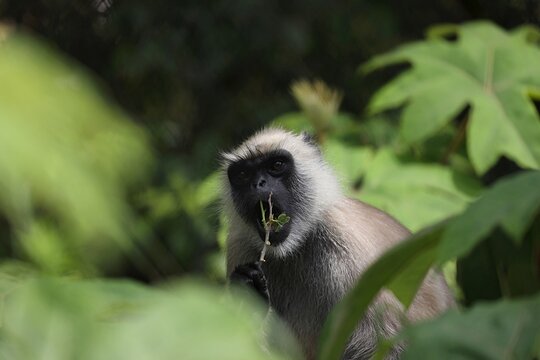 木の枝を食べるハヌマンラングール