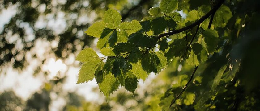 Green leaves rustling in gentle breeze against soft sunlit sky during golden hour cinematic motion