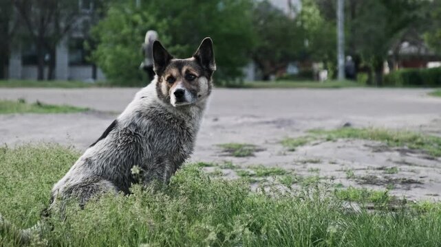 A grey and white spotted stray dog sits alertly on green grass near a dirt road observing passersby. The solitary animal exhibits watchful behavior typical of urban street survival.