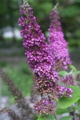 Obraz premium lilac flowers in the garden