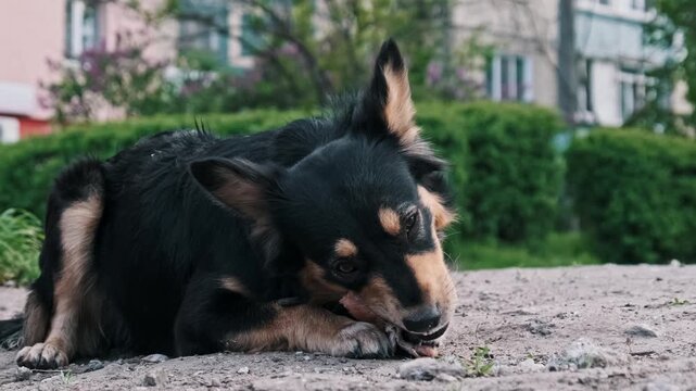 A hungry mixed breed dog lies on the pavement outdoors, holding a bone with its paws and chewing eagerly. Concept of animal instinct, stray survival, and feeding time in the city.