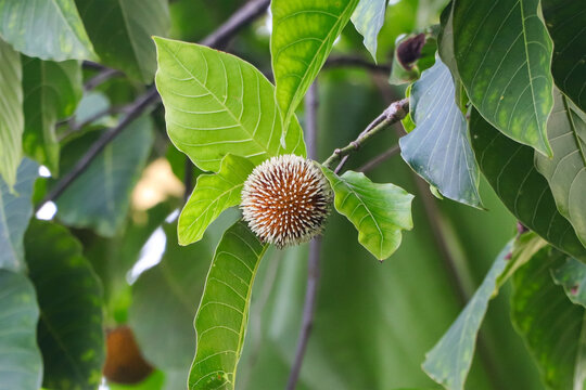 High-quality nature photo showcasing the exotic Neolamarckia cadamba flower, also known as the Burflower tree blossom, amidst dense tropical foliage.