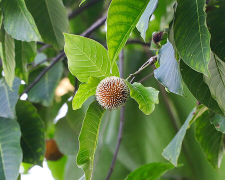 A beautiful close-up shot of a unique round Kadam flower growing on a tree branch, surrounded by lush green textured leaves.