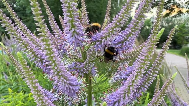 Vibrant purple flower spikes attract bumblebees against a dreamy, softly blurred green garden backdrop, capturing peaceful summer pollination.