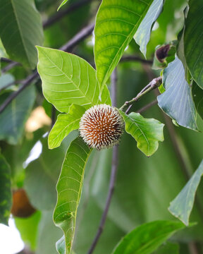 A beautiful close-up shot of a unique round Kadam flower growing on a tree branch, surrounded by lush green textured leaves.