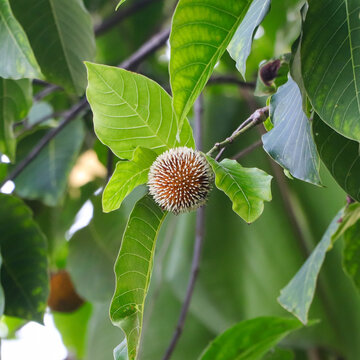 A beautiful close-up shot of a unique round Kadam flower growing on a tree branch, surrounded by lush green textured leaves.