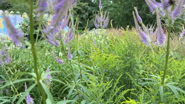 Vibrant purple flower spikes attract bumblebees against a dreamy, softly blurred green garden backdrop, capturing peaceful summer pollination.
