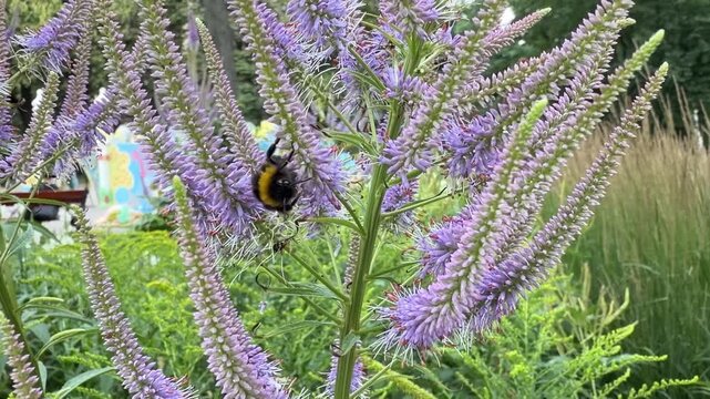 Vibrant purple flower spikes attract bumblebees against a dreamy, softly blurred green garden backdrop, capturing peaceful summer pollination.