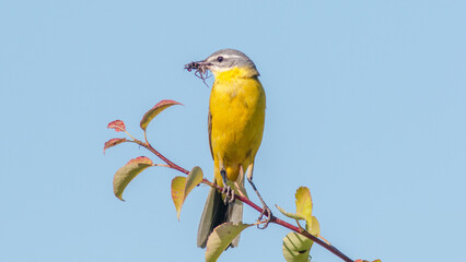 blue tit on branch © lazalnik