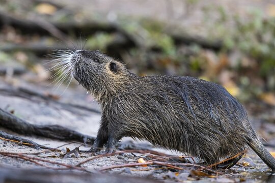 Nutria (Myocastor coypus) in a body of water, Osnabr&uuml;ck, Lower Saxony, Germany
