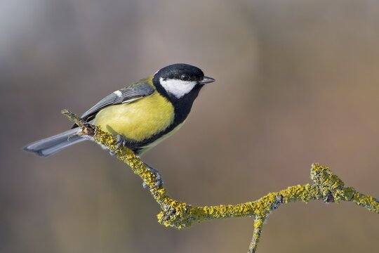 Great tit (Parus major) on branch, Middle Elbe, Saxony-Anhalt