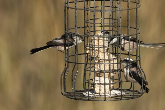 Long tailed tit (Aegithalos caudatus) three adult birds feeding on a garden bird feeder, England, United Kingdom