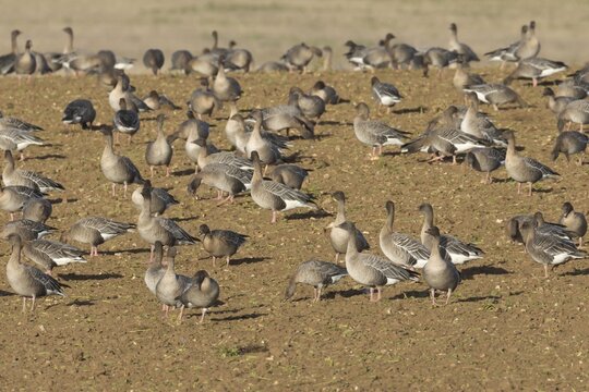 Pink-footed goose (Anser brachyrhynchus) adult geese birds feeding on a farmland harvested sugar beet field in winter, Norfolk, England, United Kingdom