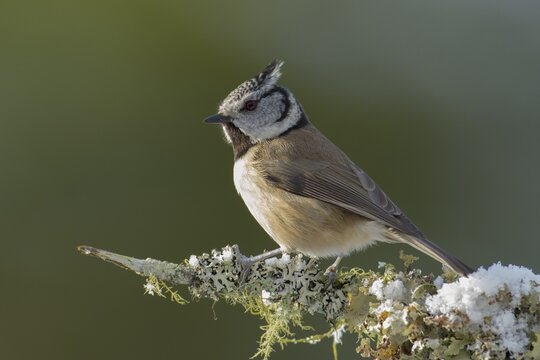 Crested tit (Parus cristatus) perched on a branch, Scotland, United Kingdom