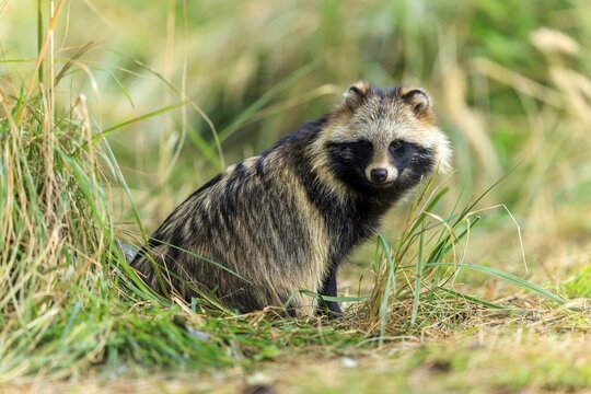 Raccoon dog looking carefully at the camera, environment of grass and forest, raccoon dog, (Nyctereutes procyonoides), wildlife, Western Pomerania Lagoon Area National Park, Zingst, Mecklenburg-Western Pomerania, Germany