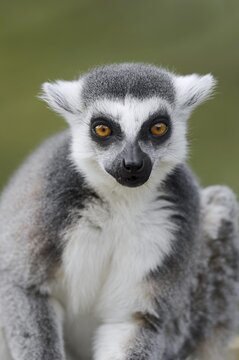Ring-tailed lemur (Lemur catta), captive, occurring in Madagascar