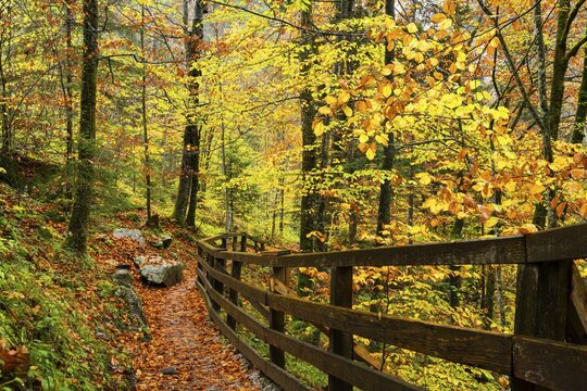 A hiking trail in the Lammerklamm gorge. Autumn, trees with colourful leaves. Scheffau, Lammertal, Salzburger Land, Upper Austria, Austria