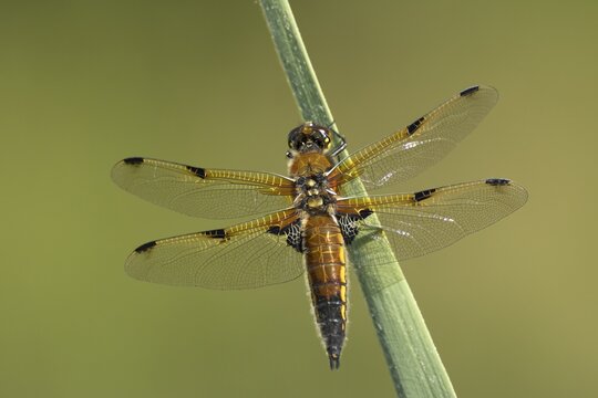 Four spotted chaser dragonfly (Libellula quadrimaculata) adult insect on a reed leaf, RSPB Lakenheath fen nature reserve, Suffolk, England, United Kingdom