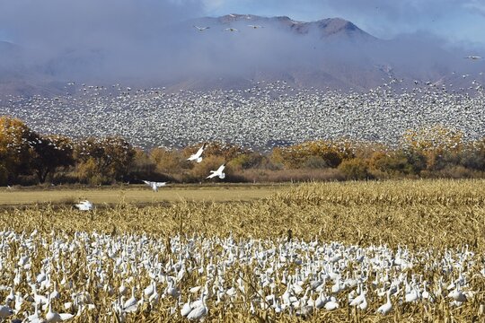 Snow Geese (Anser caerulescens atlanticus, Chen caerulescens) overwintering, Bosque del Apache Wildlife Refuge, New Mexico, USA