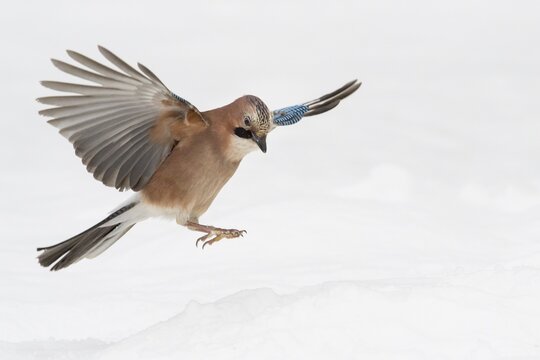 Eurasian jay (Garrulus glandarius) in flight, winter, snow, feeding, Germany