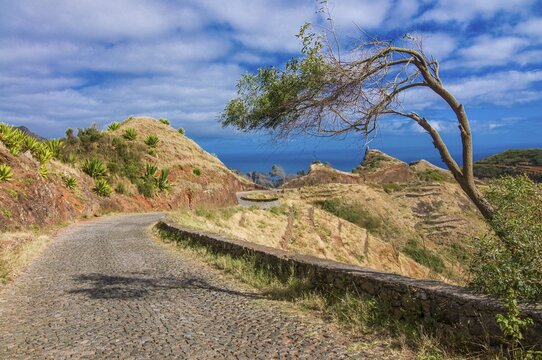 Dryed up tree in rocky landscape. San Antao. Cabo Verde. Africa