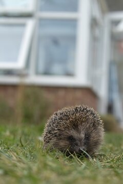 European hedgehog (Erinaceus europaeus) adult animal walking on a garden grass lawn in the summer, England, United Kingdom