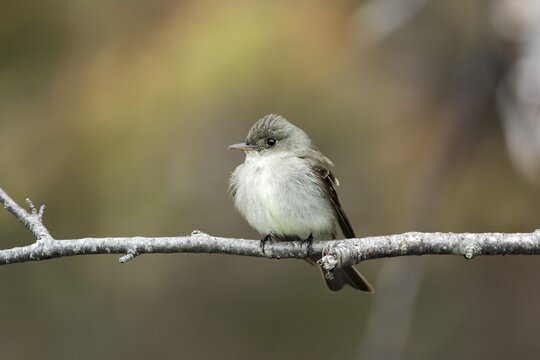 Least flycatcher (Empidonax minimus) perched on a thin branch. .