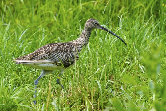 A bird with a long beak walks through a green meadow, curlew, (genus Numenius), France