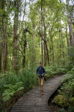 Young man on hiking trail in Kauri Forest, Kauri Walks, Waipoua Forest, Northland, North Island, New Zealand