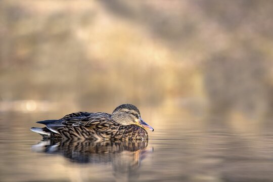 Mallard (Anas platyrhynchos), female, swimming at the water, Brixlegg, Tyrol, Austria