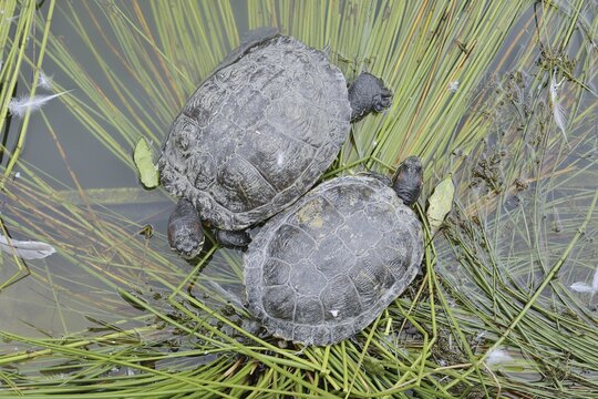 Red-cheeked tortoise (Trachemys scripta elegans), neozoa in Germany, North Rhine-Westphalia, Germany, native to North America