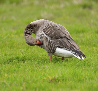 Greylag goose (Anser anser) standing in a meadow and preening its feathers, Lower Saxony, Germany