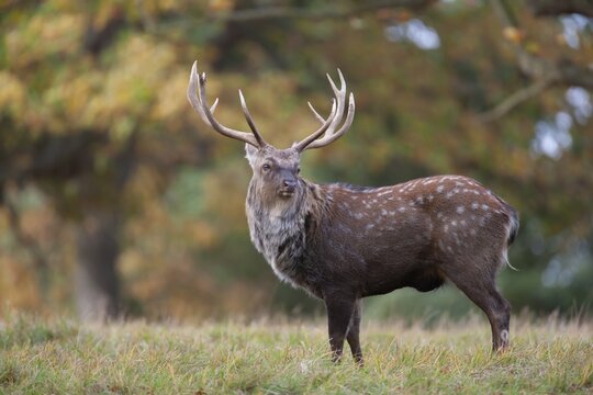 Sika deer (Cervus nippon) adult male buck standing on the edge of a woodland in the autumn, England, United Kingdom