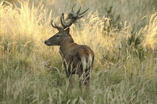 Red deer (Cervus elaphus) rutting stag with wire mesh in left antler bar secured in high grass, Allg&auml;u, Bavaria, Germany, Allg&auml;u, Bavaria, Germany
