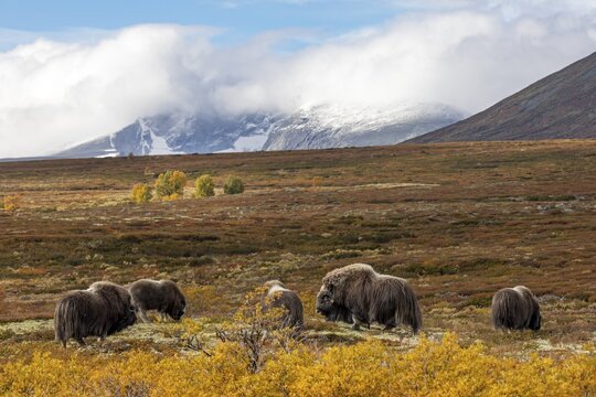 A small group of musk oxen (Ovibos moschatus) in front of the panorama of Sn&oslash;hetta, at 2, 286 m the highest mountain in Dovrefjell, autumn, autumn landscape, Ruska, Tundra landscape, September, Norway
