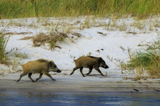 Wild boars trot along the white sandy beach, surrounded by grass, wild boar (Sus Scrofa), wildlife, Western Pomerania Lagoon Area National Park, Zingst, Mecklenburg-Western Pomerania, Germany