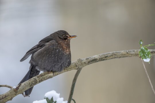 The female blackbird (Turdus merula) defies the cold with fluffed up-up plumage, winter, snow, December, Germany