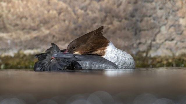 Goosander (Mergus merganser), female, preening, captive, Alpine Zoo, Innsbruck, Tyrol, Austria