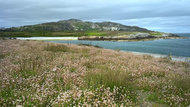 Sea Pink Wildflowers Along the Rocky Coastline of Holyhead Island, Anglesey, North Wales, UK