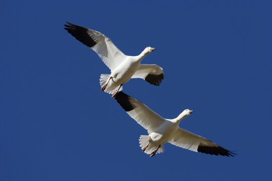 Snow Geese (Anser caerulescens atlanticus, Chen caerulescens) flying, Bosque del Apache Wildlife Refuge, New Mexico, North America, USA