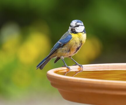 Blue tit (Cyanistes caeruleus) adult bird standing on a bird bath, Lower Saxony, Germany